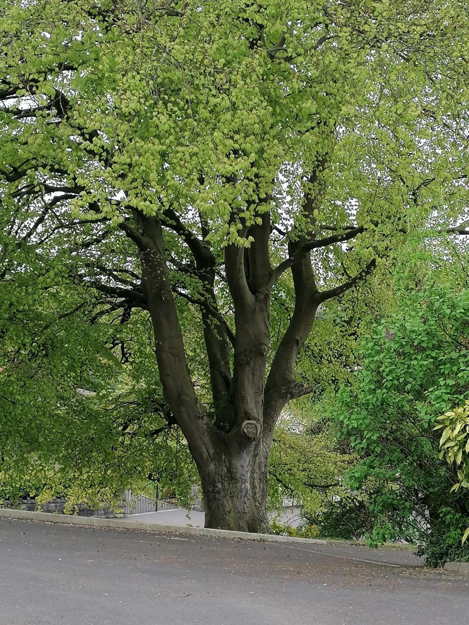 Апартаменты The Beeches Ньюри Экстерьер фото